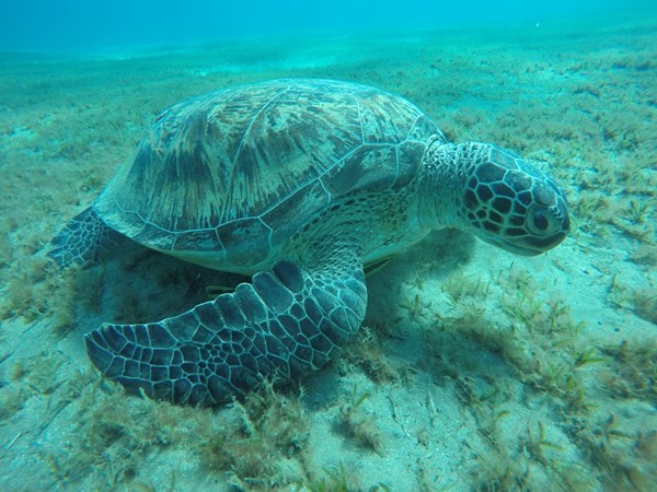 Marsa Alam. Abu Dabbab $55